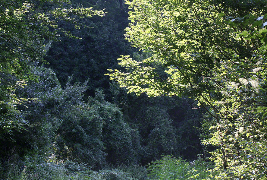 Wienerwald - schattiger Weg
