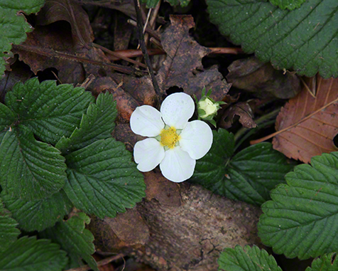 Erdbeerblüte