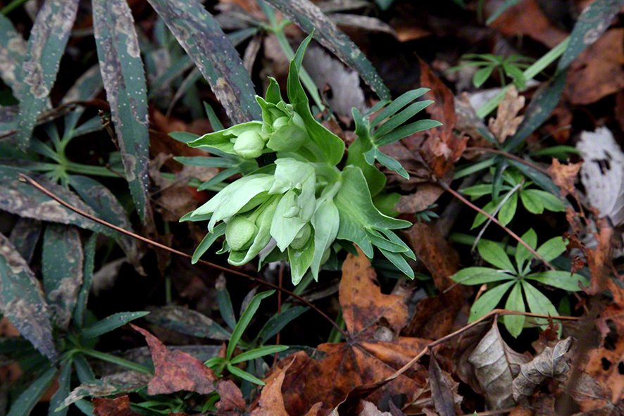 Helleborus foetidus, stinkende Nieswurz