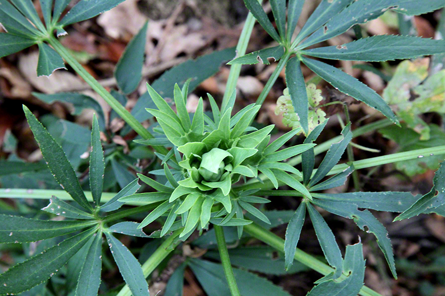 Helleborus foetidus, stinkende Nieswurz