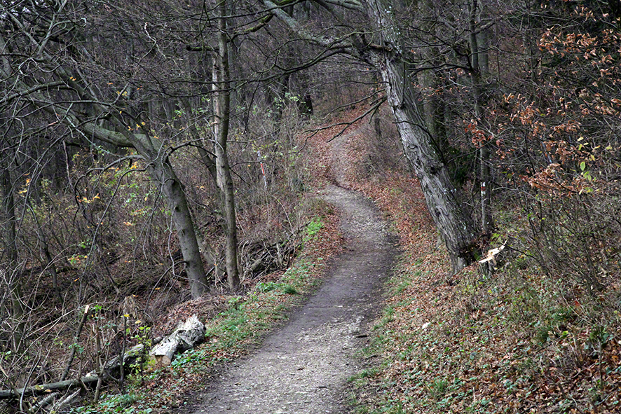 Weg vom Kahlenberg zur Sulzwiese