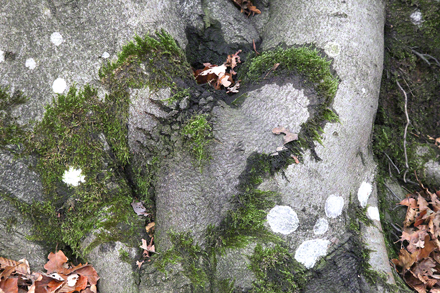 Baum mit Moosherz