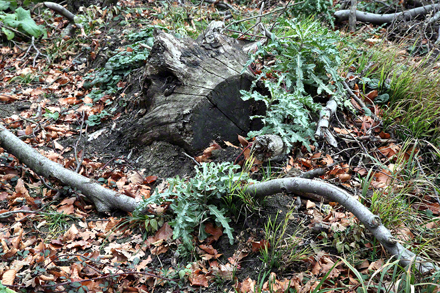 Astschlange