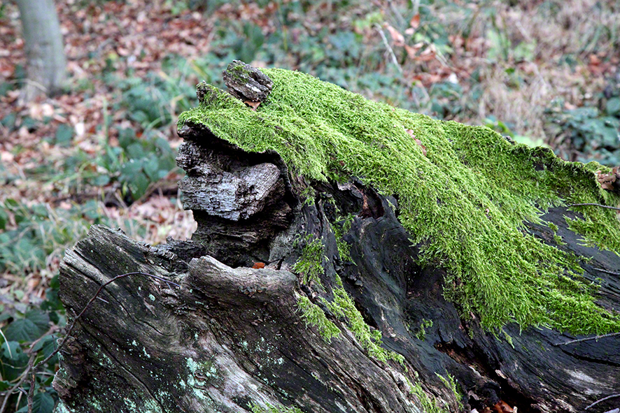 moosgrüner Holzkopf