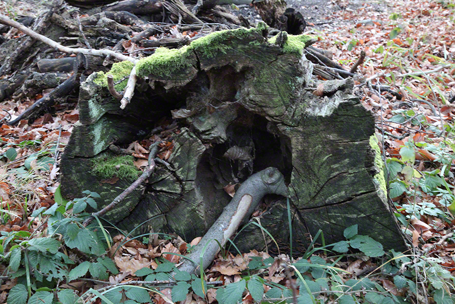 Baumstumpf mit Holzschlange