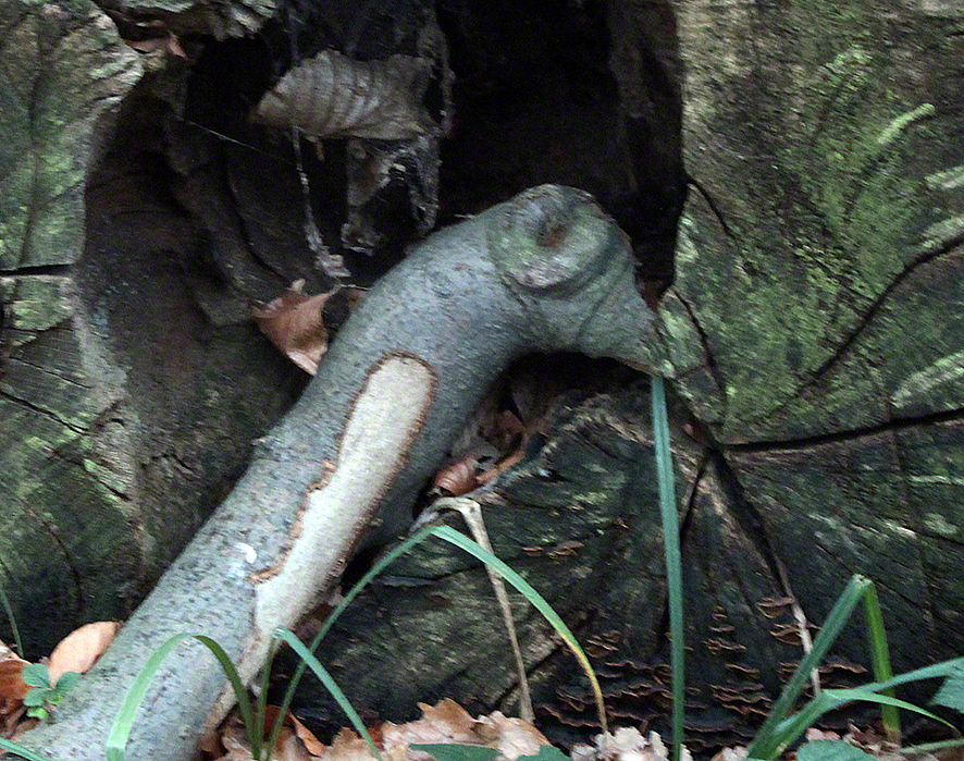 Holzschlange