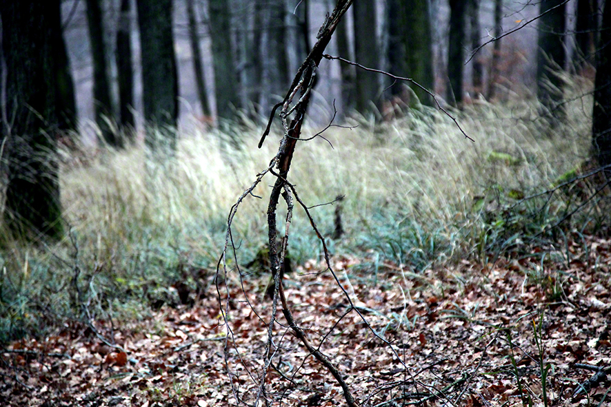 Wald mit hellem Gras