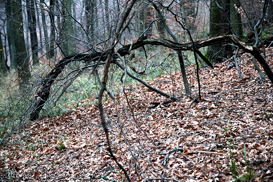 Astgeschlinge