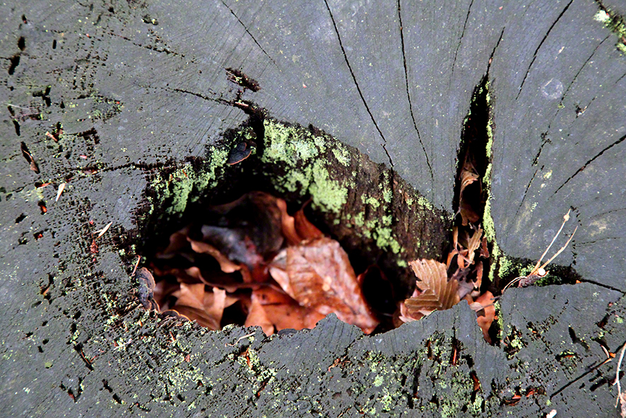Baumstumpf mit Öffnung