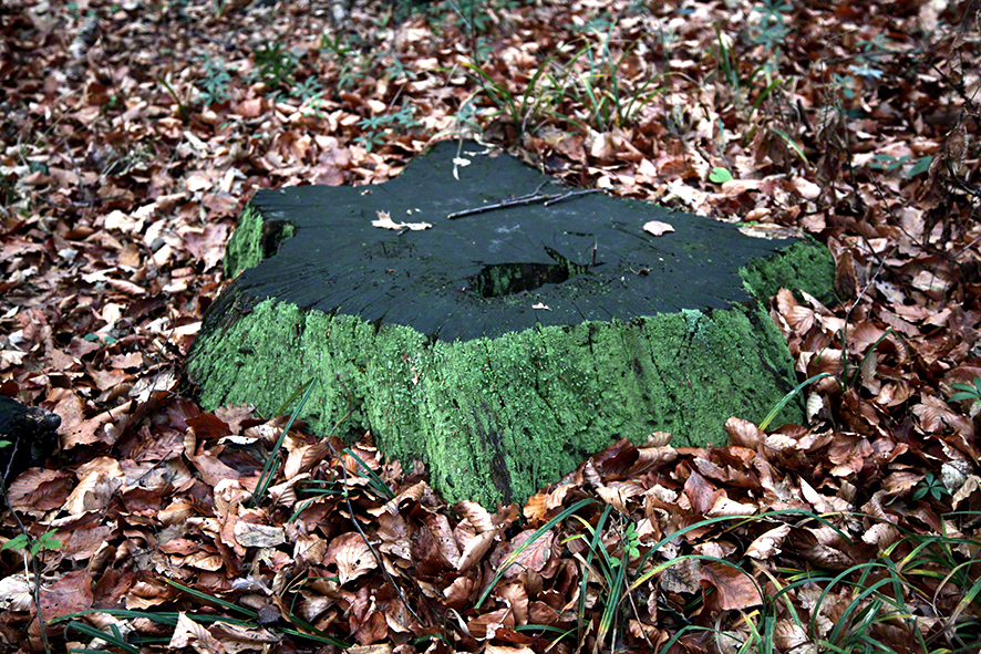 Baumstumpf mit Moos und Laub