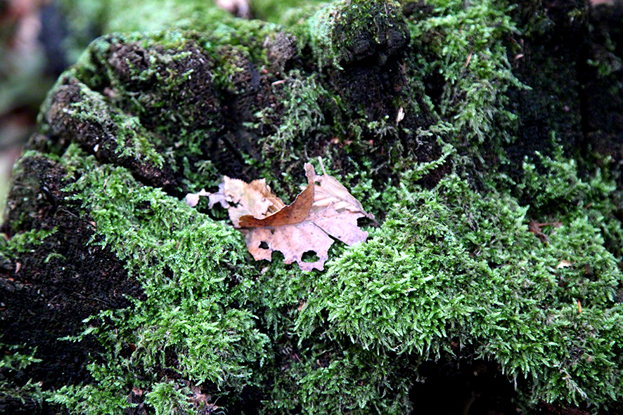 Moos und Blatt