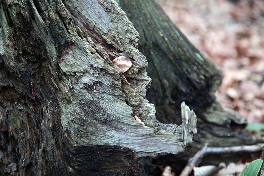 Holzhexengesict