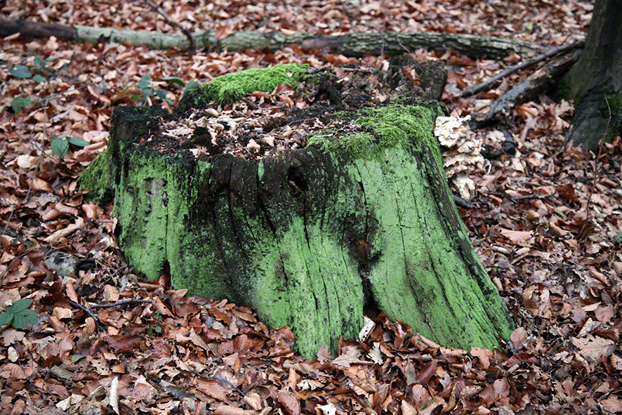 Baumstumpf mit Moos