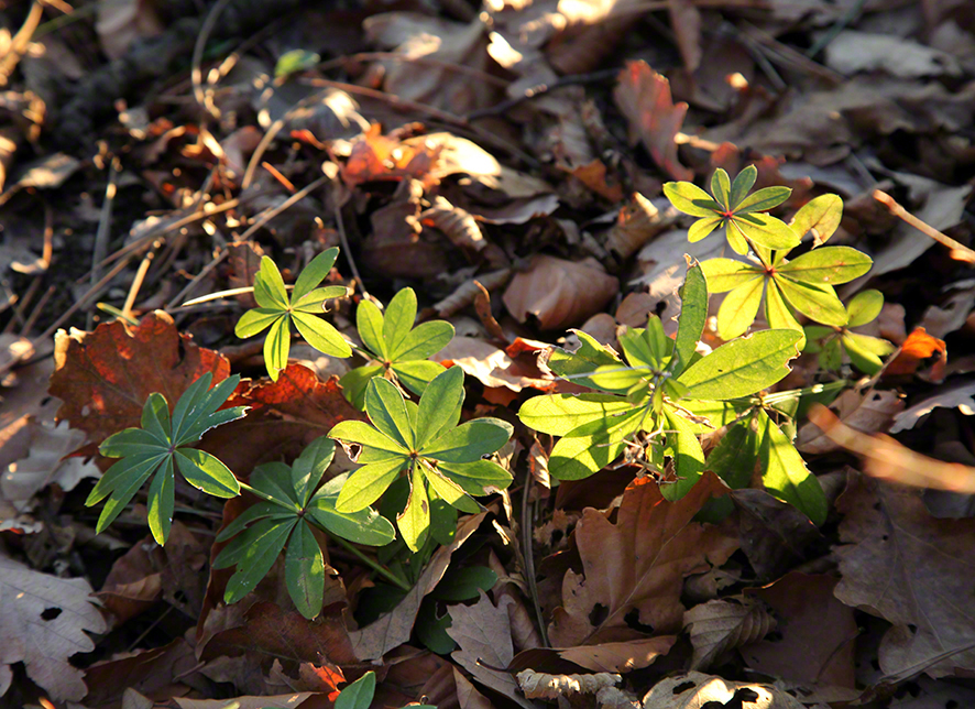 Wienerwald-Waldmeister