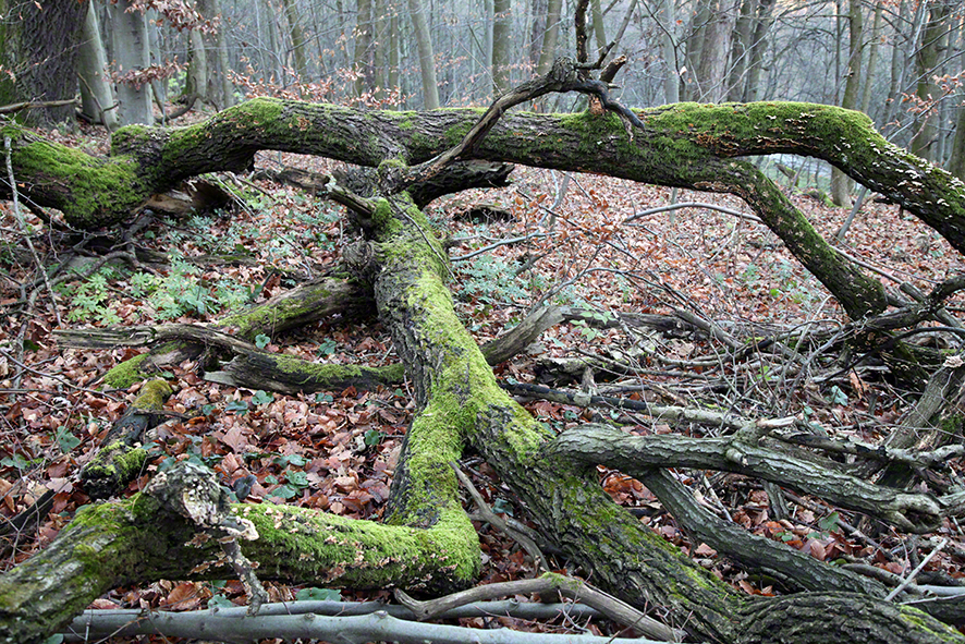 Wienerwald-Äste mit Moos