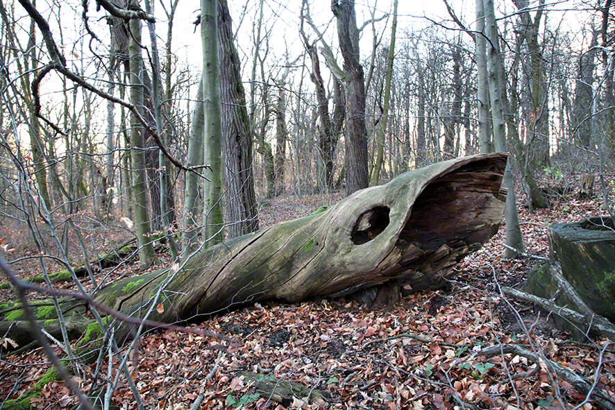Wienerwald-Baumwal