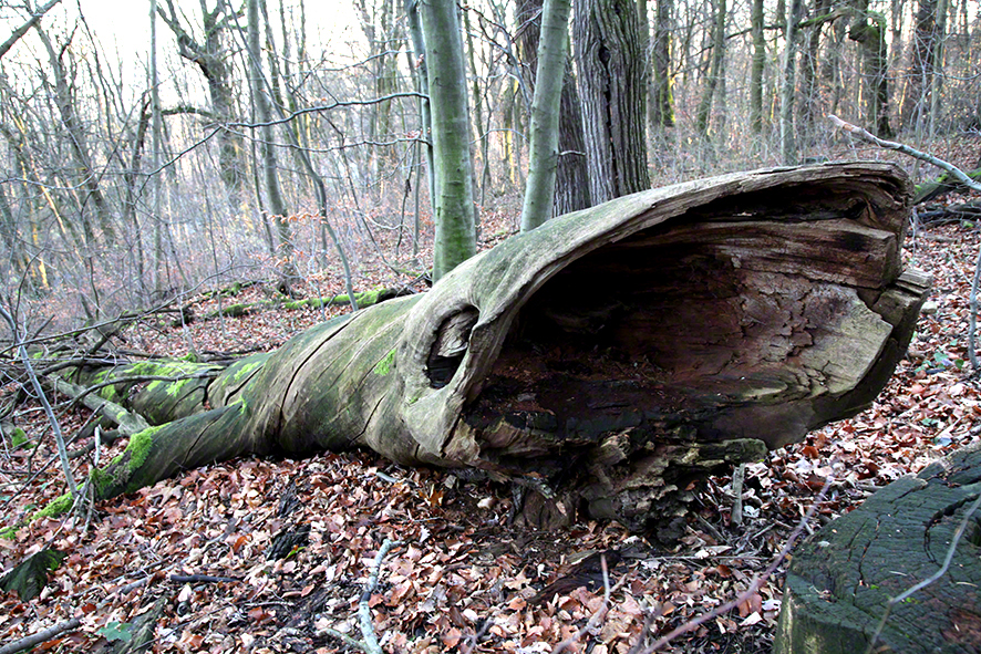 Wienerwald-Baumwal