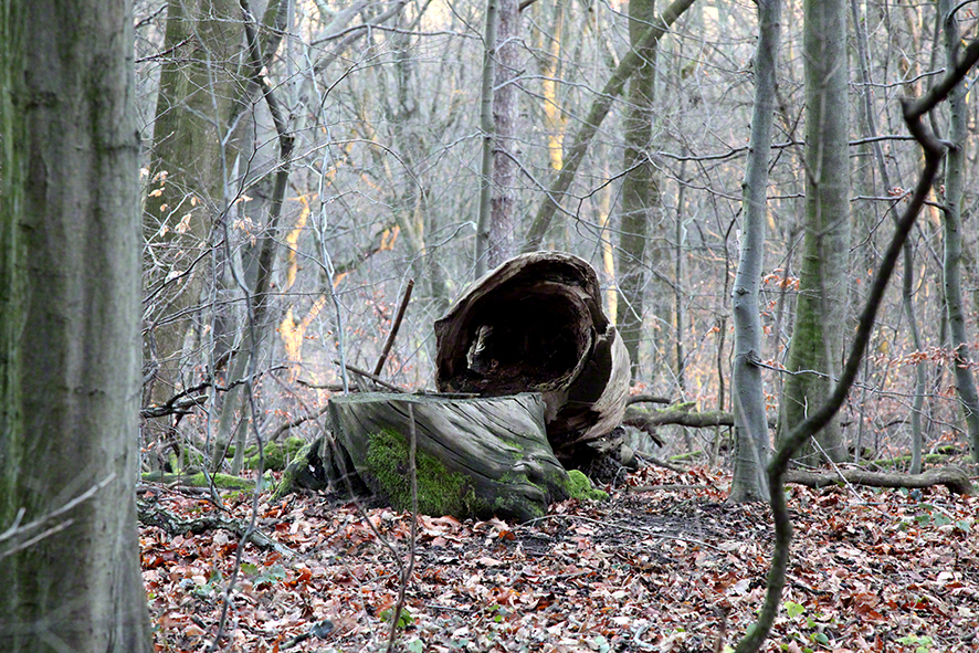 Wienerwald-Baumwal