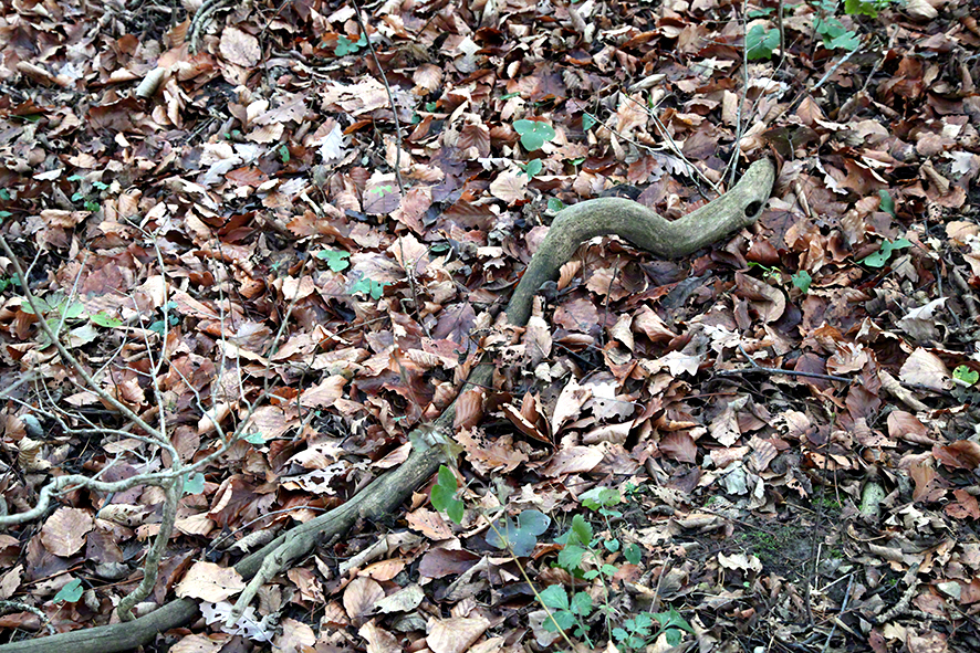 Wienerwald-Baumschlange
