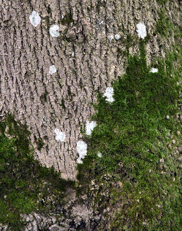 Cobenzl - Baum mit Moos