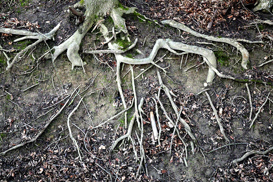 Wienerwald - Wurzelwerk