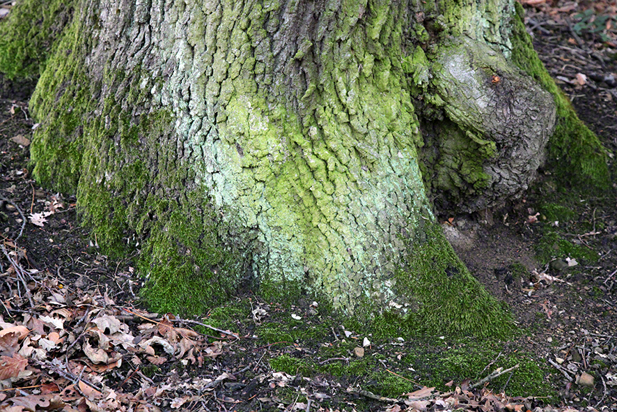 Wienerwald - Rinde in Grüntönen