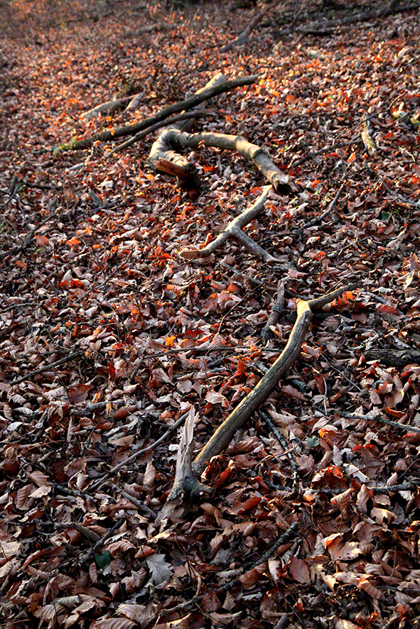 Wienerwald - Ast im braunen Laub