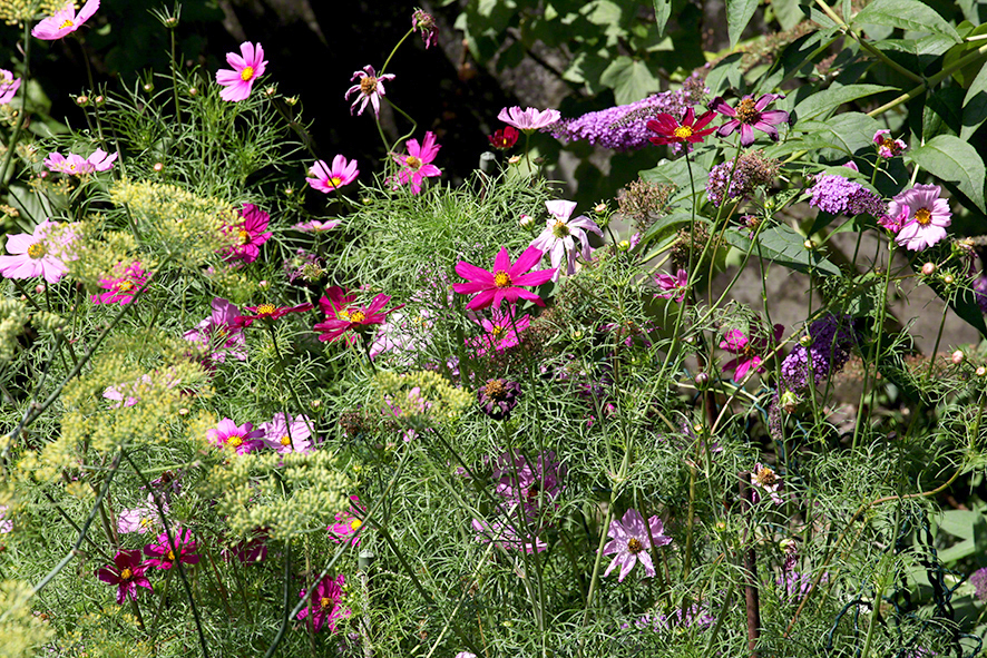 Blumen im Garten Wien Sievering 2016