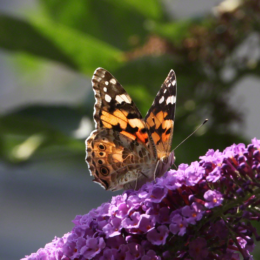 Distelfalter im Garten Wien-Sievering