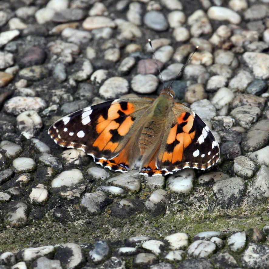 Distelfalter im Garten Wien-Sievering