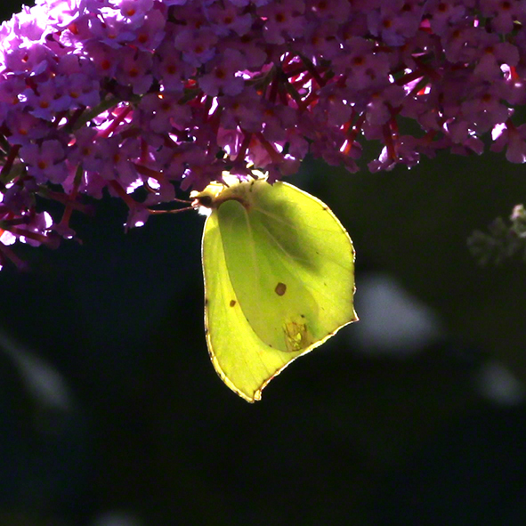 Zitronenfalter im Sommerflieder im Garten in Sievering