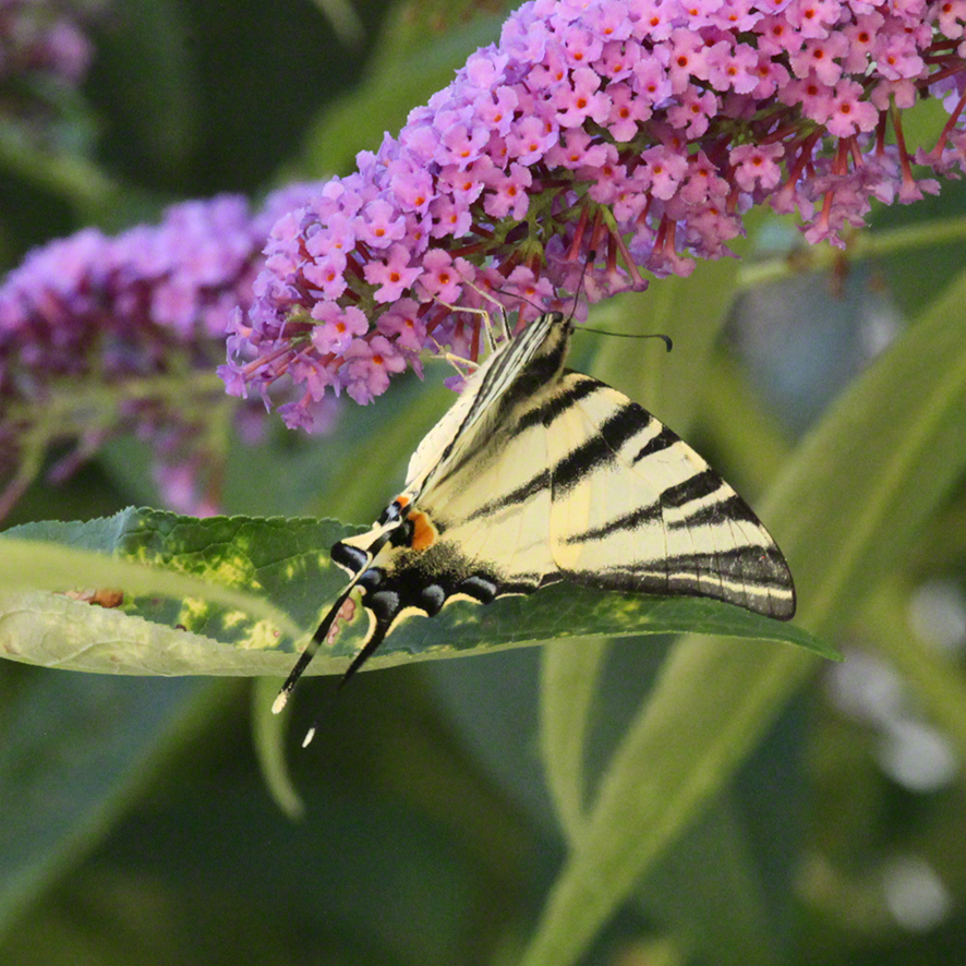 Segelfalter in meinem Garten in Wien-Sievering