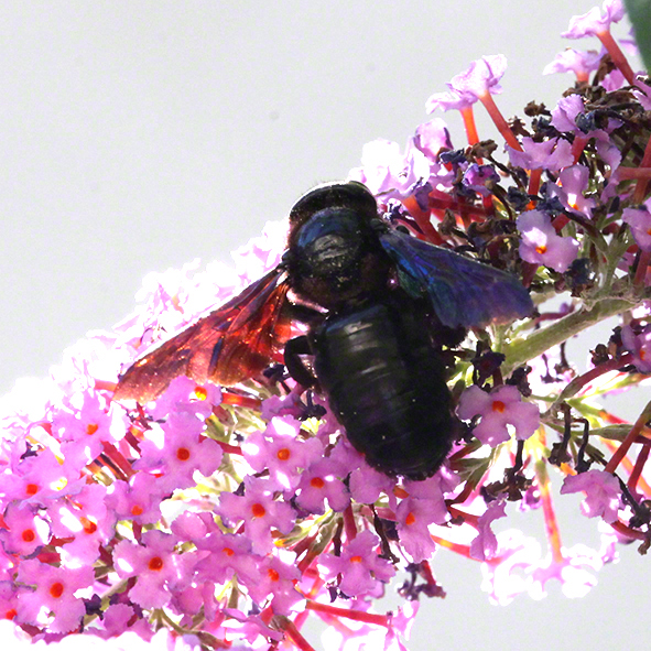 Holzbiene im Sommerflieder im Garten in Sievering