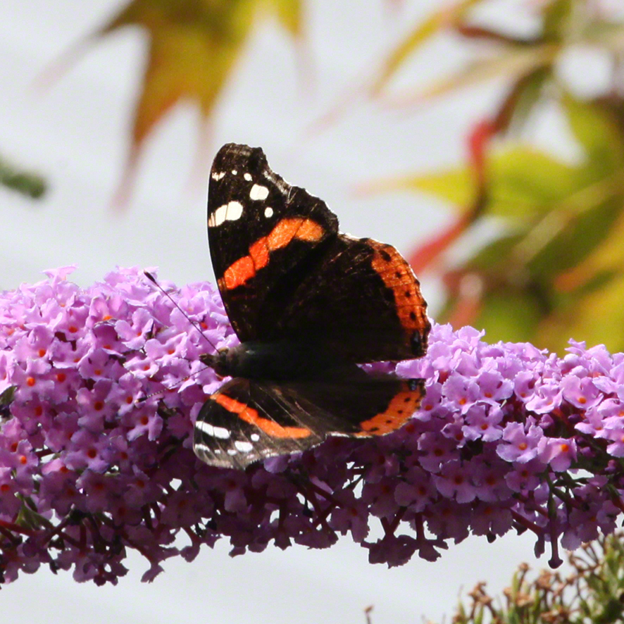 Admiral im Sommerflieder im Garten in Sievering