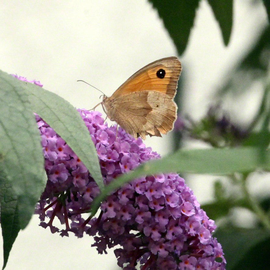 Ochsenauge im Sommerflieder im Garten in Sievering
