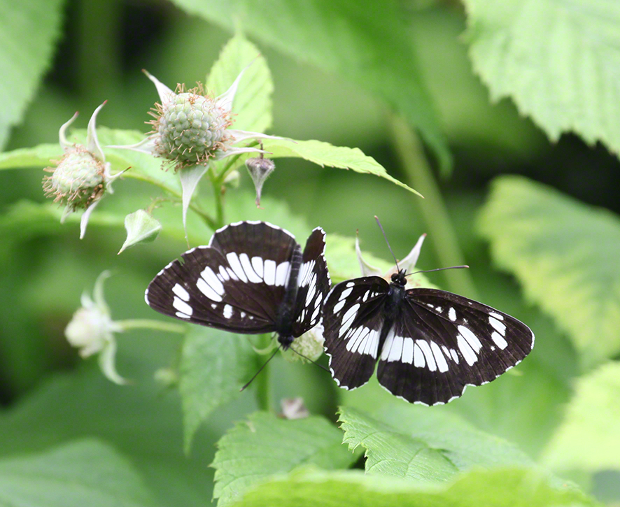 Trauerfalter im Sommerflieder im Garten in Sievering