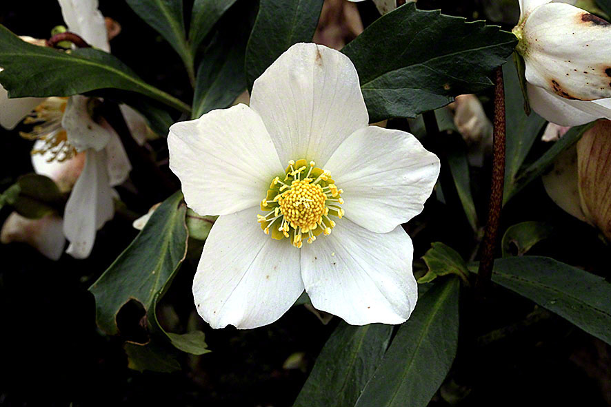 Schneerose - helleborus niger