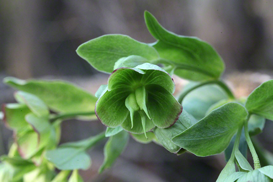 Helleborus foetidus - stinkende Nieswurz