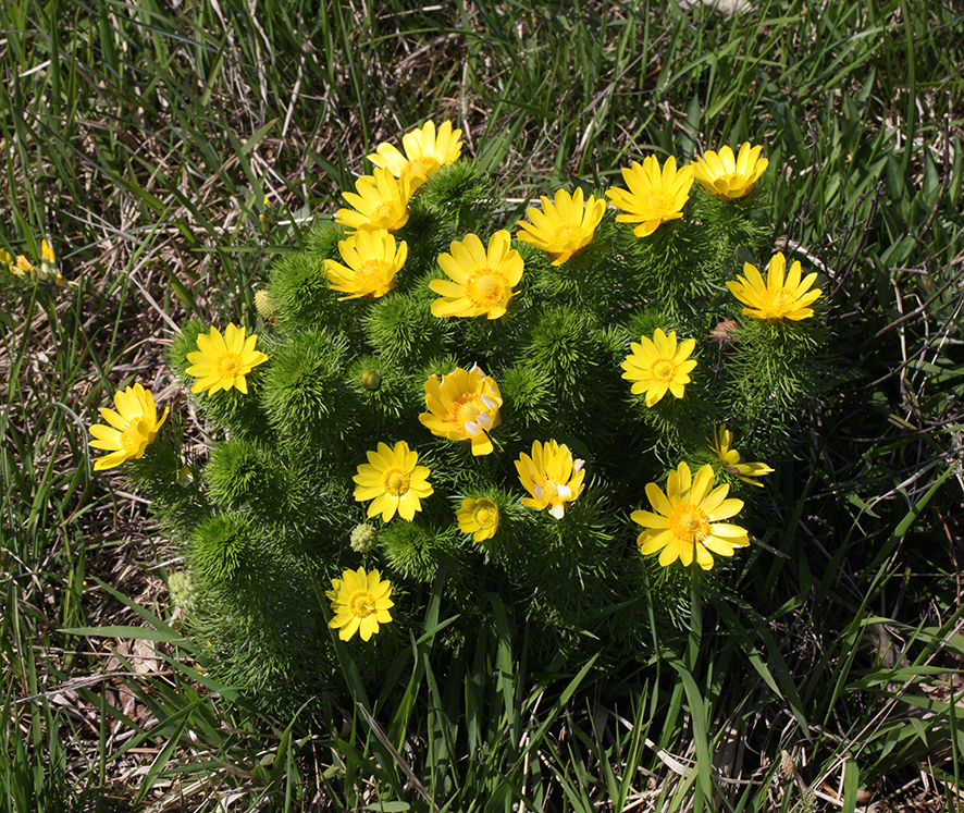 Frühlingsadonis Blüten