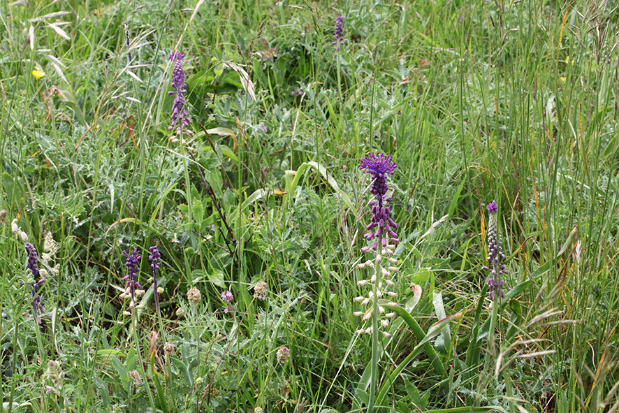 Schmalblütige Traubenhyazinthe