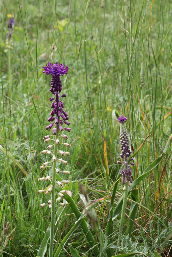 Schmalblütige Traubenhyazinthe