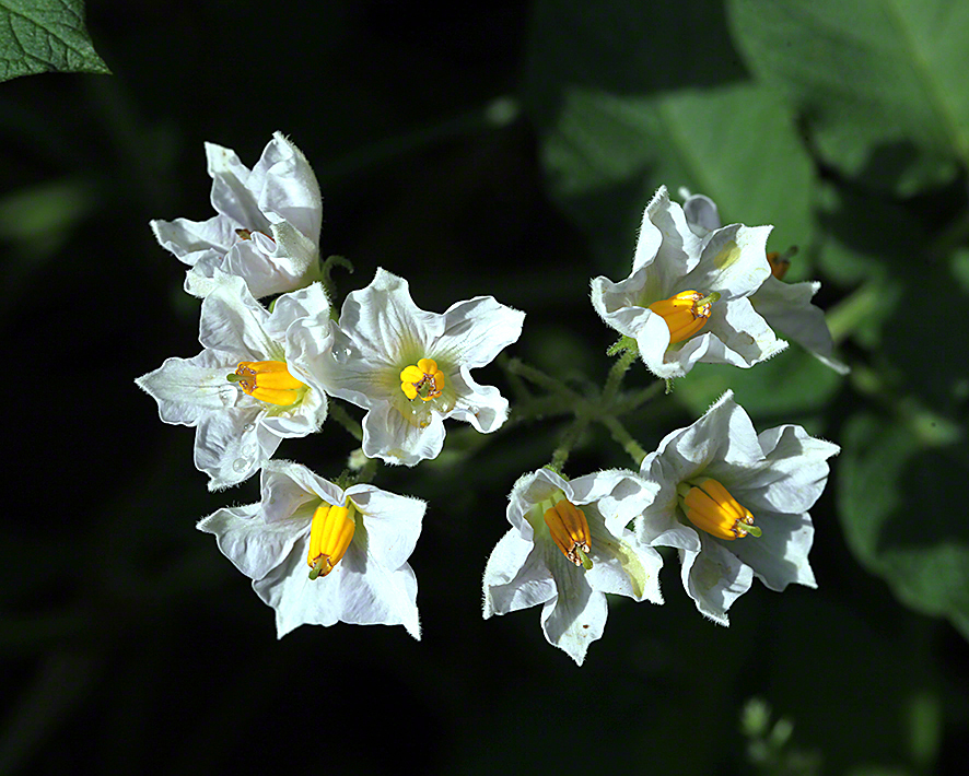 Erdäpfelblüten