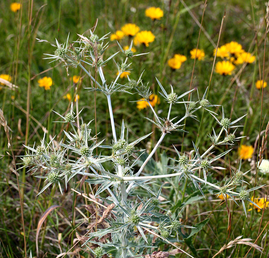 Mannstreu (Eryngium)