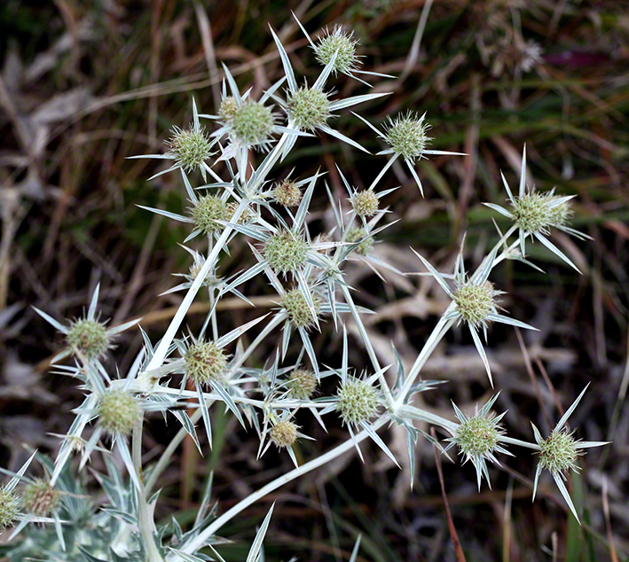 Mannstreu (Eryngium)