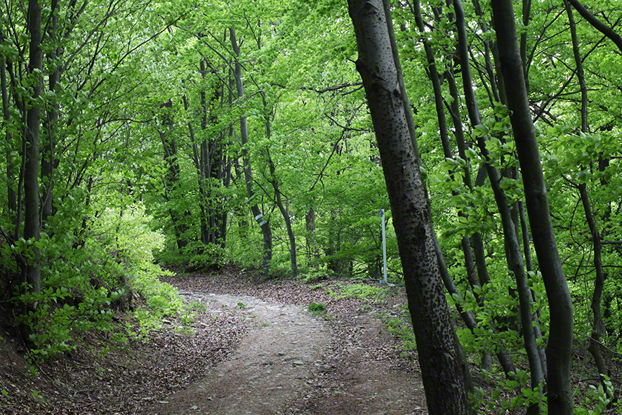 Weg bei der Elisabethwiese