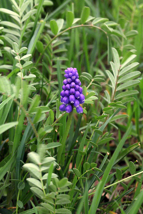 Traubenhyazinthe