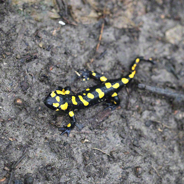 Salamander