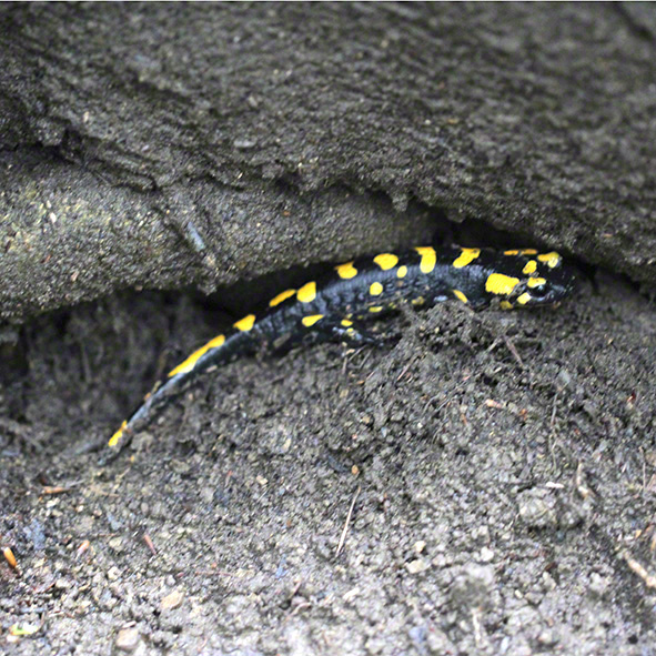 Salamander