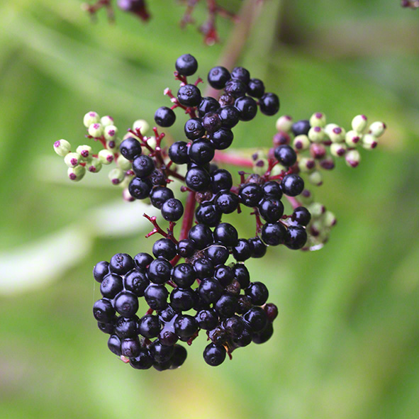 Holunderbeeren