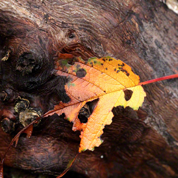 Herbstblatt